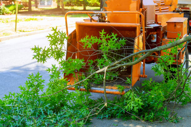 Best Utility Line Clearance  in , NY