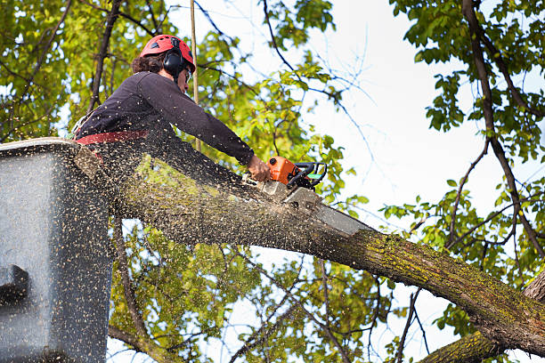 Best Fruit Tree Pruning  in , NY